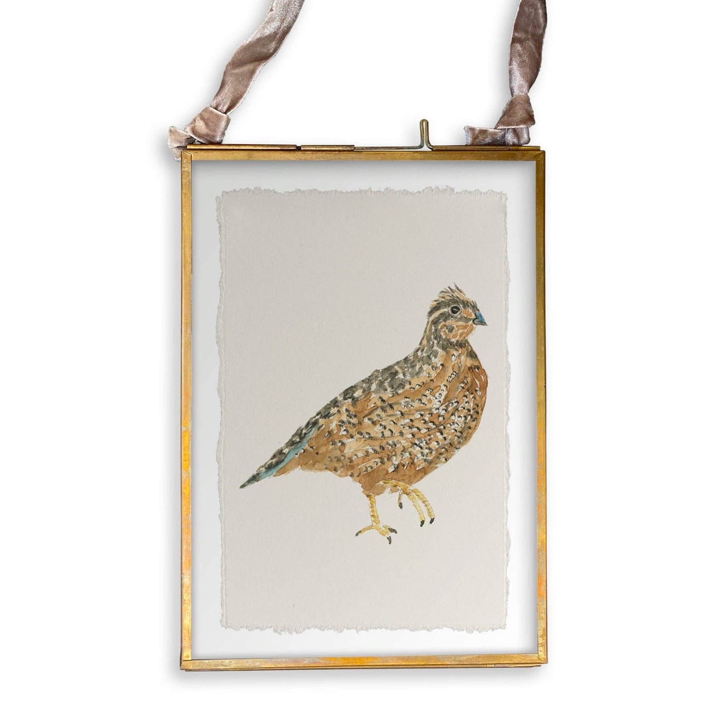Brown Quail
