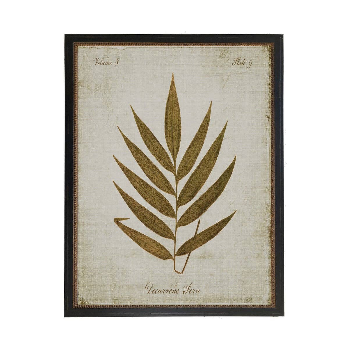Sepia Decurrens Fern On Aged Background