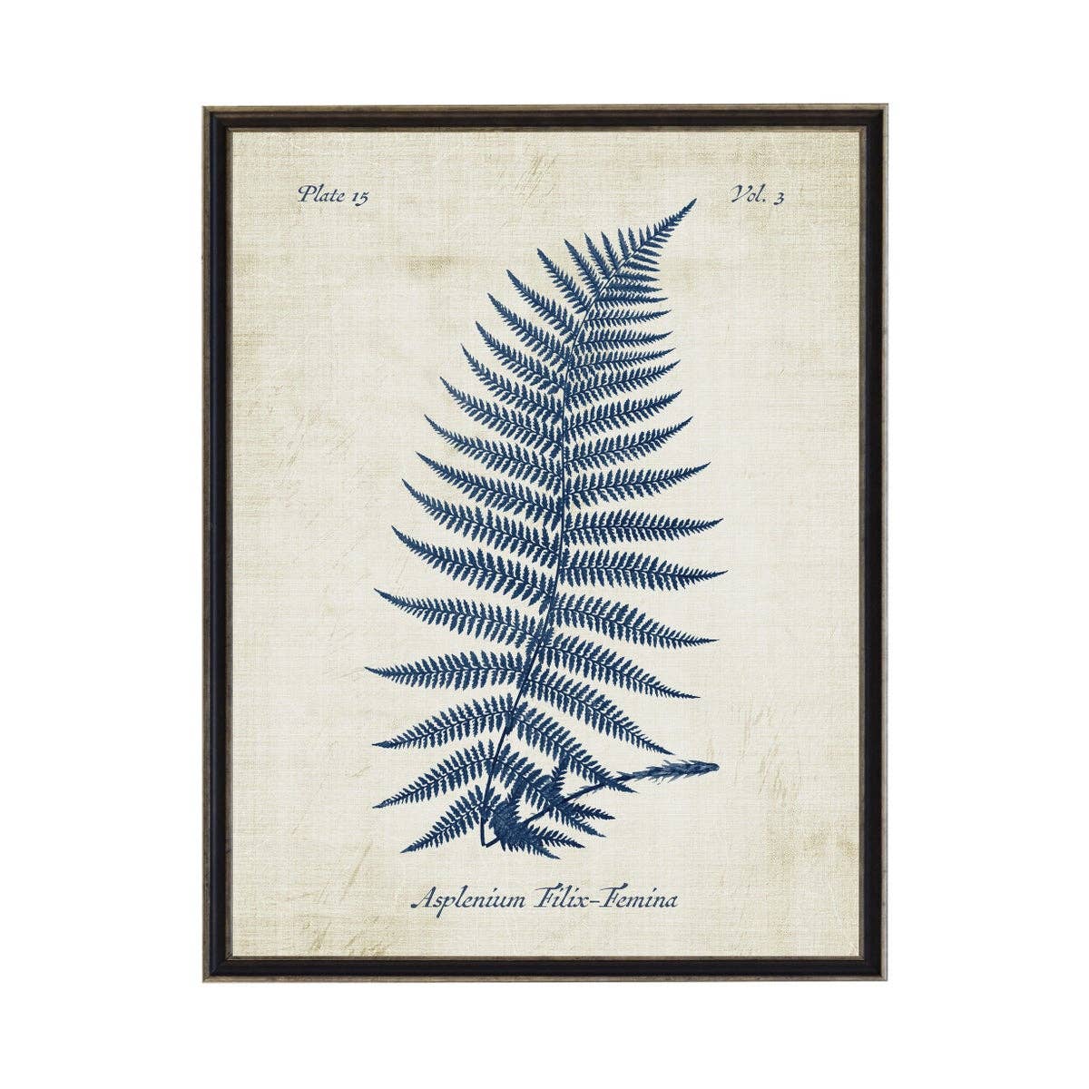 Navy Fern On Distressed Background