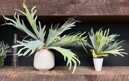 Premium Quality Extra Large Lifelike Staghorn Fern