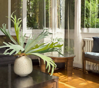 Premium Quality Extra Large Lifelike Staghorn Fern