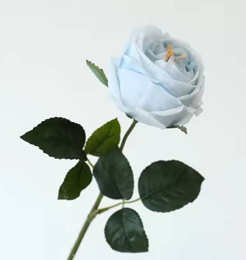 Premium Real touch English Austin Cabbage Rose Stem