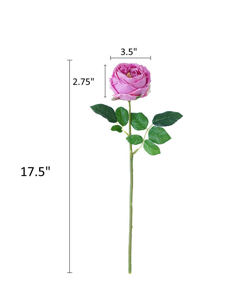 Premium Real touch English Austin Cabbage Rose Stem