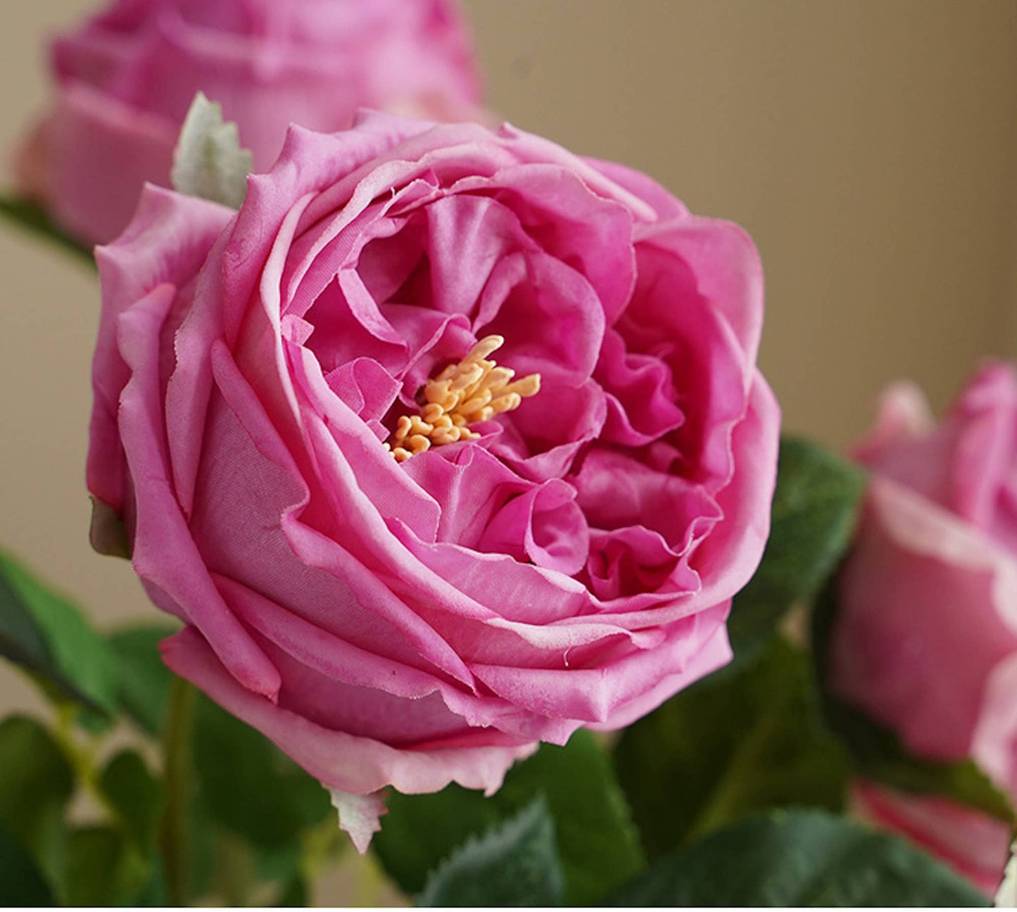 Premium Real touch English Austin Cabbage Rose Stem