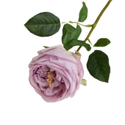 Premium Real touch English Austin Cabbage Rose Stem