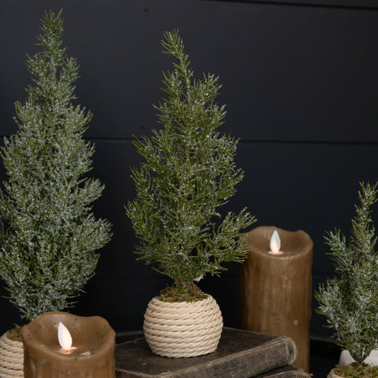 9.25" VERBIER TREE IN POT