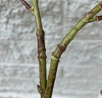 30"- Lifelike Real Touch Artificial Magnolia with Buds