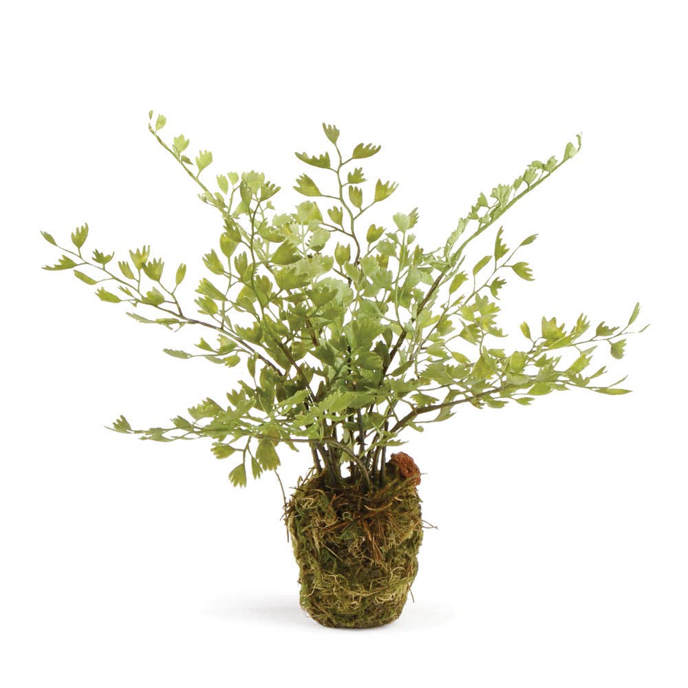 Maidenhair Fern Drop-In 9"