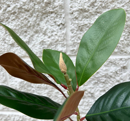 30"- Lifelike Real Touch Artificial Magnolia with Buds