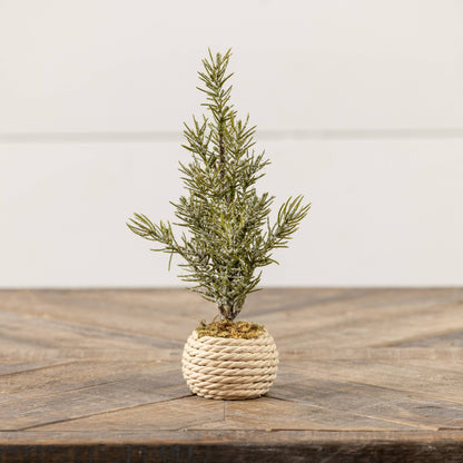 9.25" VERBIER TREE IN POT