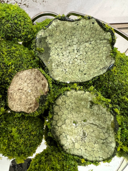 Artificial Petite Moss Dome Set
