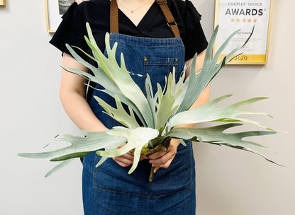 Premium Quality Extra Large Lifelike Staghorn Fern