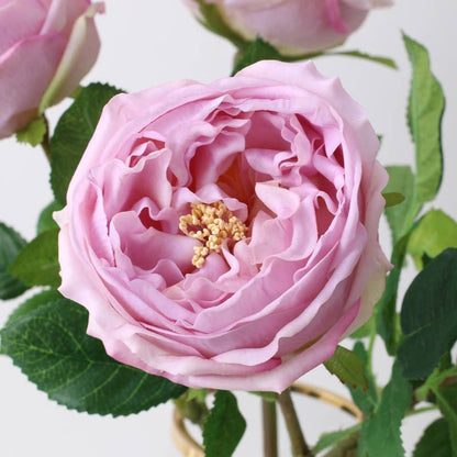 Premium Real touch English Austin Cabbage Rose Stem