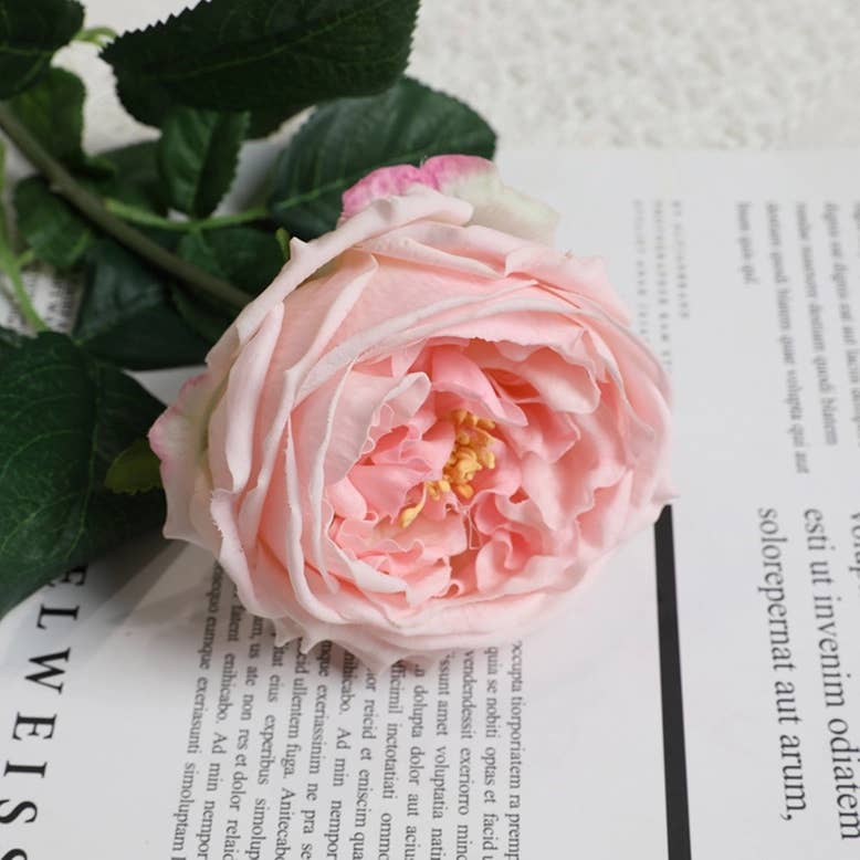 Premium Real touch English Austin Cabbage Rose Stem