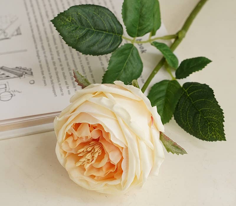 Premium Real touch English Austin Cabbage Rose Stem