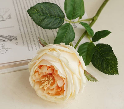 Premium Real touch English Austin Cabbage Rose Stem