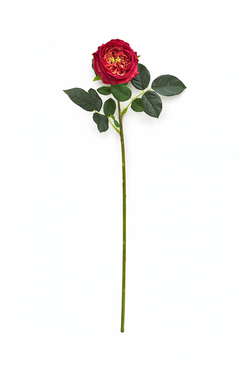 Premium Real touch English Austin Cabbage Rose Stem