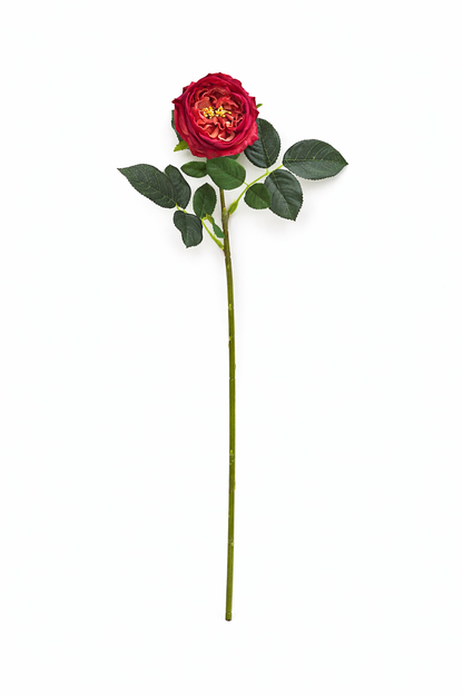 Premium Real touch English Austin Cabbage Rose Stem