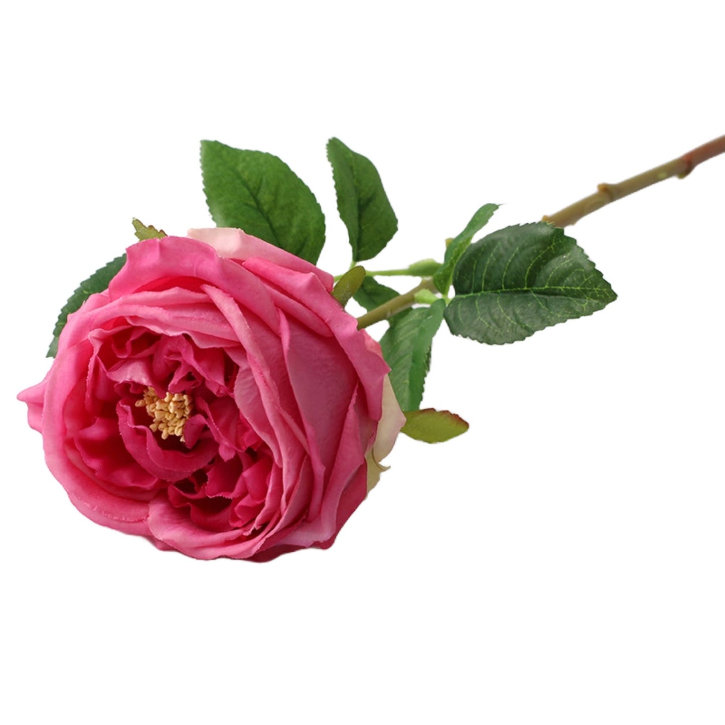 Premium Real touch English Austin Cabbage Rose Stem